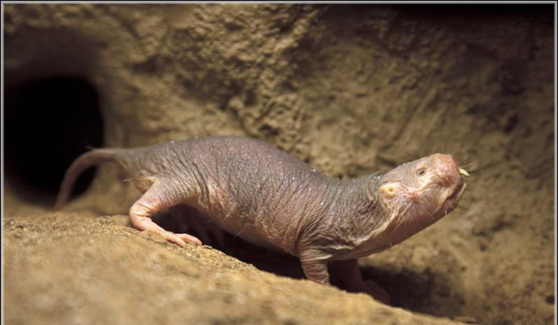 Ανακαλύφθηκε ουσία που χαρίζει φυσική ανοσία στον καρκίνο